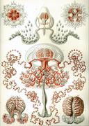 Haeckel anthomedusae