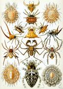 Haeckel arachnida