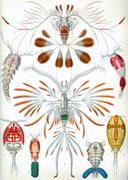 Haeckel copepoda