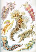 Haeckel nudibranchia