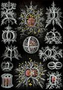 Haeckel stephoidea edit